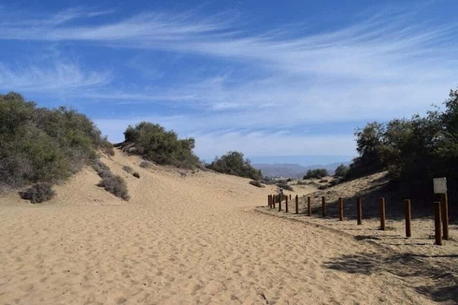 Maspalomas: Guided Camel Ride in the Maspalomas Sand Dunes - Is $21 Good Value?