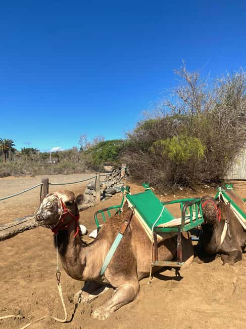 Maspalomas: Guided Camel Ride in the Maspalomas Sand Dunes - Should You Book the Maspalomas Camel Ride?