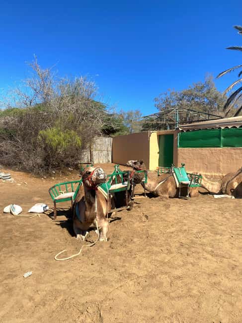 Maspalomas: Guided Camel Ride in the Maspalomas Sand Dunes - FAQ