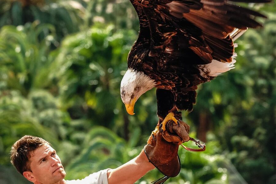 Maspalomas: Palmitos Park Ticket with Dolphin and Bird Shows - Key points at a glance