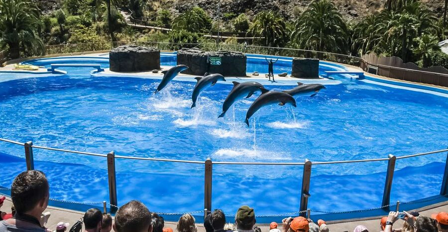 Maspalomas: Palmitos Park Ticket with Dolphin and Bird Shows - Parrots and exotic birds