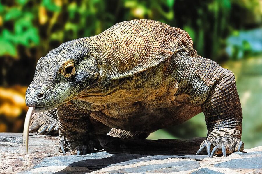 Maspalomas: Palmitos Park Ticket with Dolphin and Bird Shows - Aquarium, butterfly house, and tropical gardens