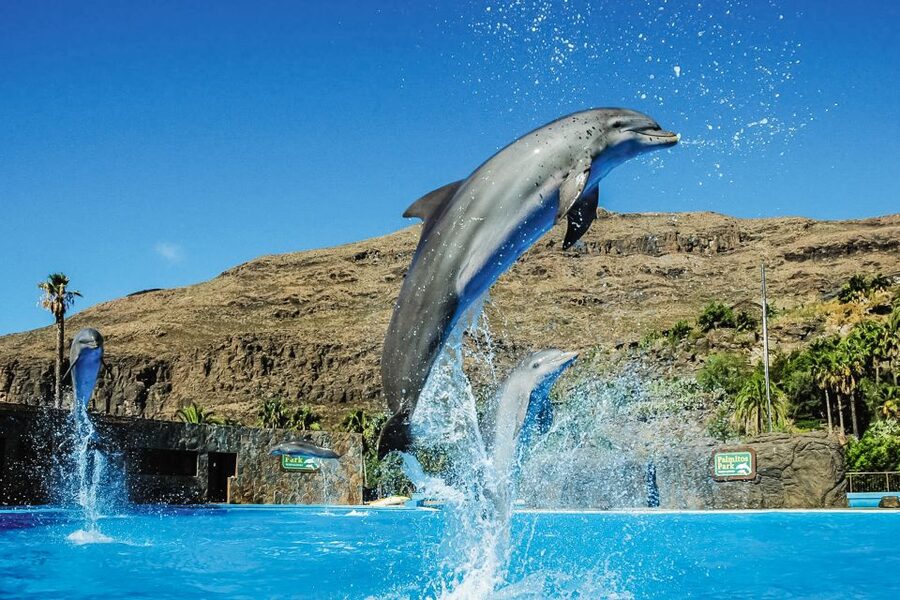 Maspalomas: Palmitos Park Ticket with Dolphin and Bird Shows - How much walking should you expect?