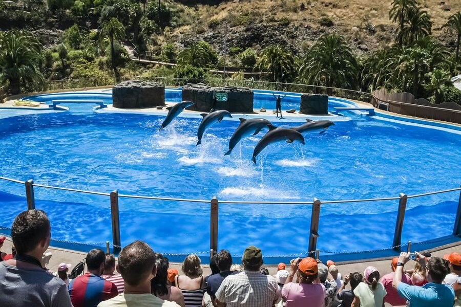 Maspalomas: Palmitos Park Ticket with Dolphin and Bird Shows - Birds of prey over the valley