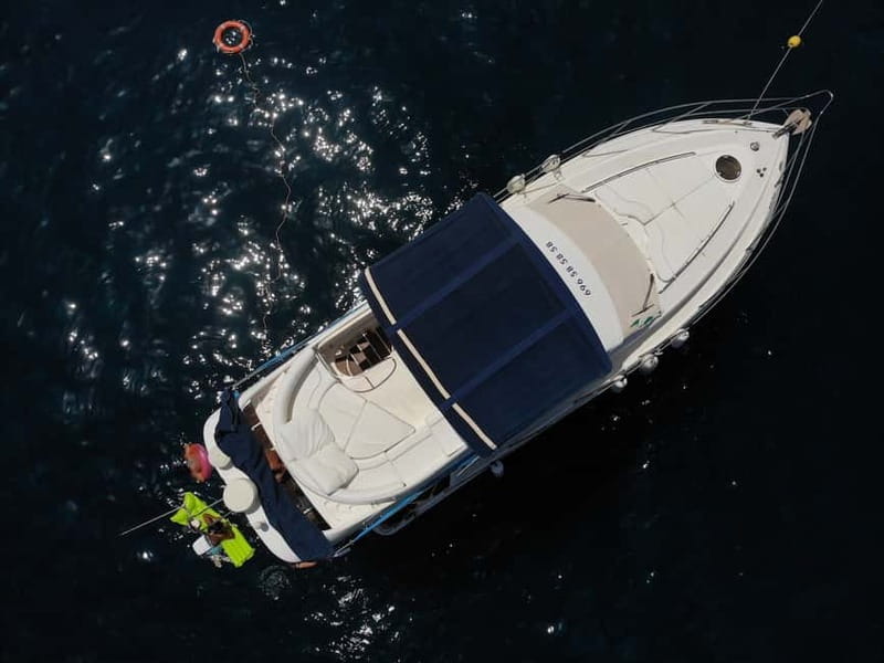 Mogan: Dolphin Watching Boat Trip with Swim Stop - What the crew does well, and what to expect from the guide