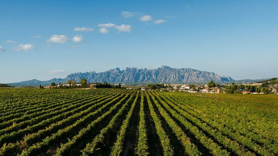 Montserrat & Cava Wineries Day Trip from Barcelona w/ Pickup - Making the most of your free time