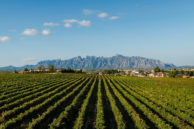Montserrat,Vineyard, Wine Tasting Small Group Tour & Hotel Pickup - How the small group affects the day