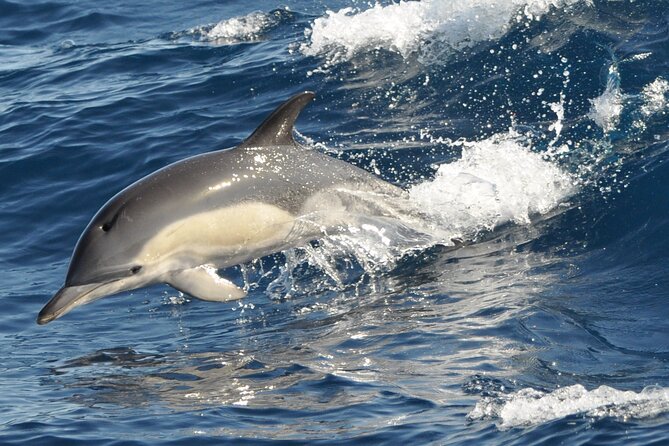 Morro Jable: 2 Hours Magic Dolphin & Whale watching with Drinks & Swim Stop. - Why sightings cannot be promised