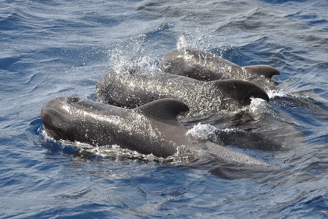 Morro Jable: 2 Hours Magic Dolphin & Whale watching with Drinks & Swim Stop. - The boat ride can be lively, not gentle