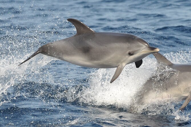 Morro Jable: 2 Hours Magic Dolphin & Whale watching with Drinks & Swim Stop. - Drinks and the Jandía Bay swim stop