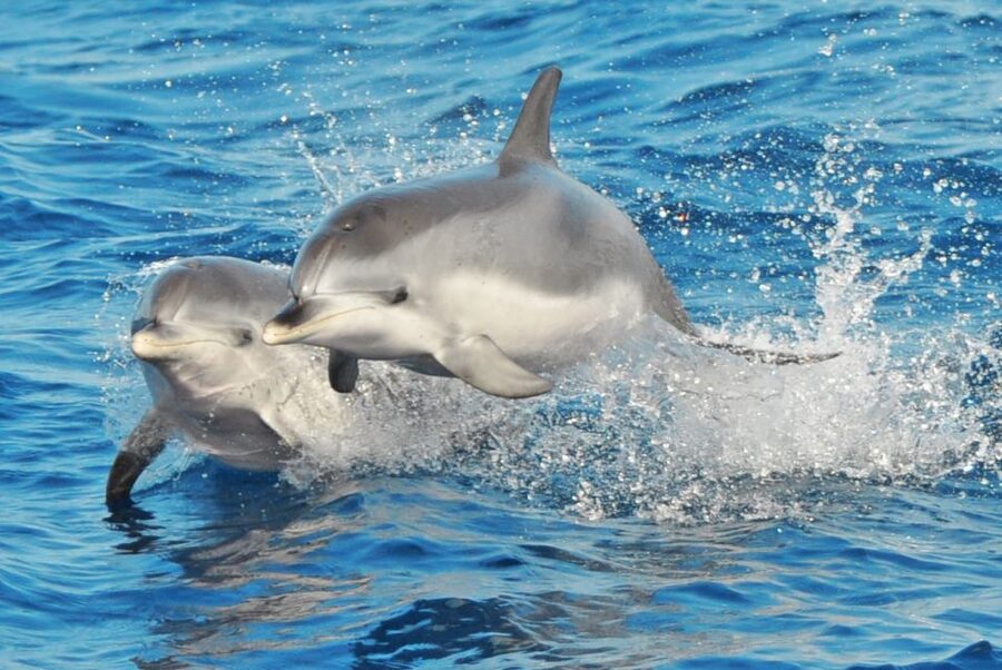 Morro Jable: Dolphin & Whale Watching Cruise, Drinks & Swim - Key points to know before you book