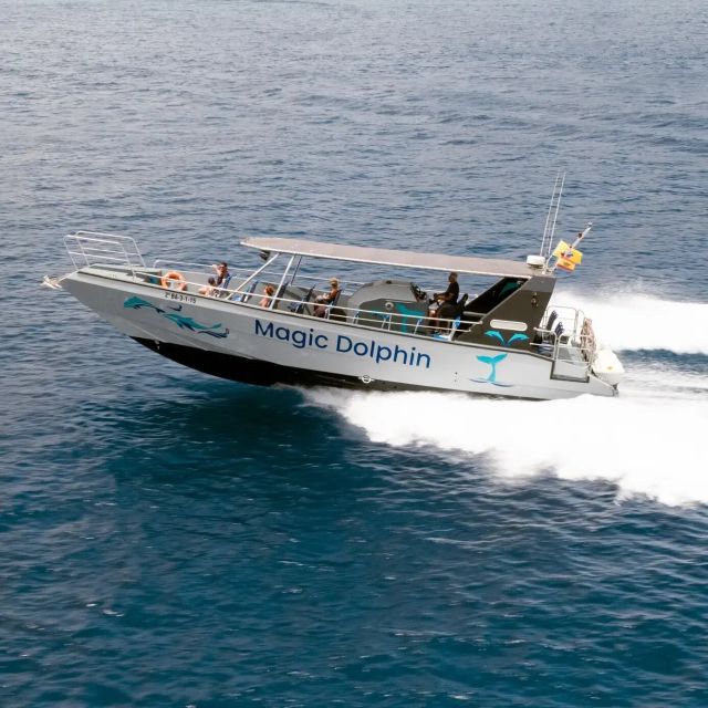 Morro Jable: Dolphin & Whale Watching Cruise, Drinks & Swim - What you might see beyond dolphins