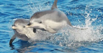 Morro Jable: Dolphin & Whale Watching Cruise, Drinks & Swim