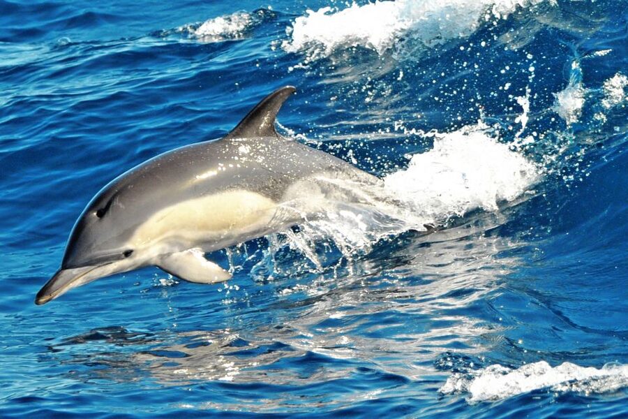 Morro Jable: Dolphin & Whale Watching Cruise, Drinks & Swim - The Magic Dolphin boat and the sea conditions