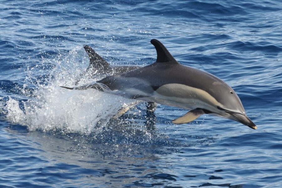 Morro Jable: Dolphin & Whale Watching Cruise, Drinks & Swim - Cold drinks on board, with no meal included