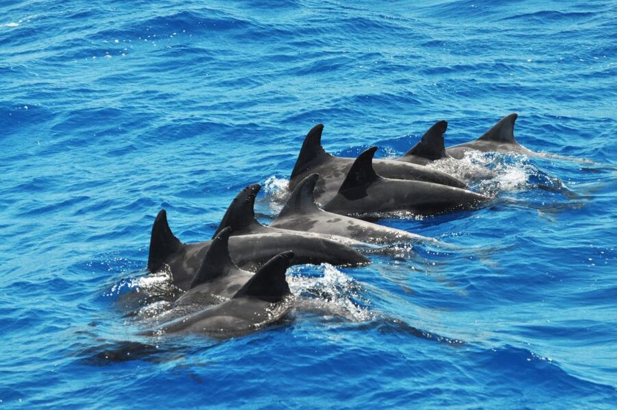 Morro Jable: Dolphin & Whale Watching Cruise, Drinks & Swim - A swim in Jandia near the end