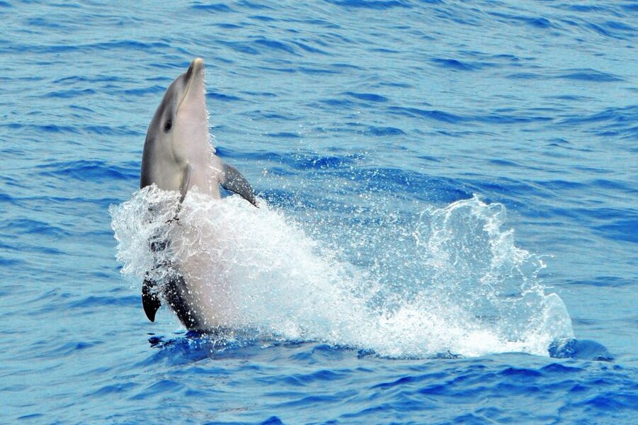 Morro Jable: Dolphin & Whale Watching Cruise, Drinks & Swim - How much value you get for $58