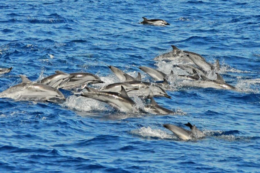 Morro Jable: Dolphin & Whale Watching Cruise, Drinks & Swim - Who will enjoy this cruise most