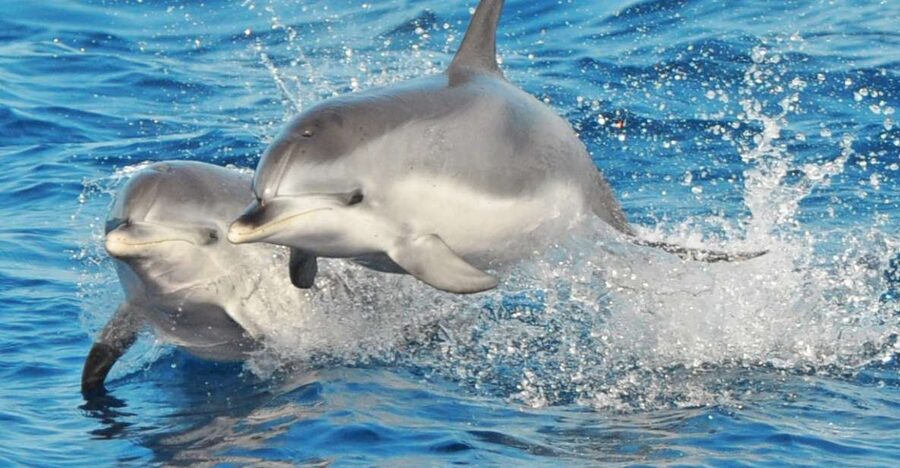 Morro Jable: Dolphin & Whale Watching Cruise, Drinks & Swim - The first hour: searching for wild dolphins and whales