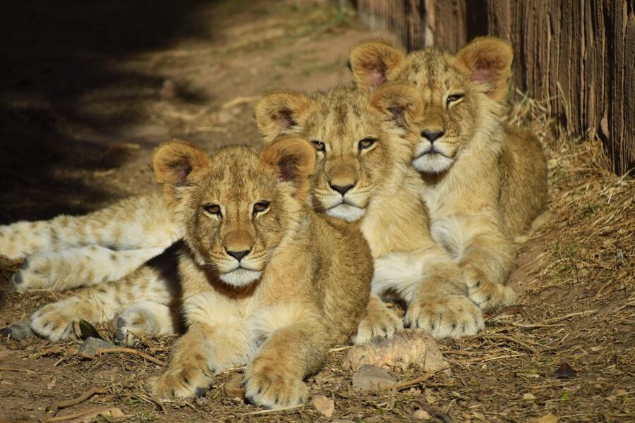 Murcia: Terra Natura Murcia Ticket Entry - Iberia: wolves, bears, and a closer connection to Spain