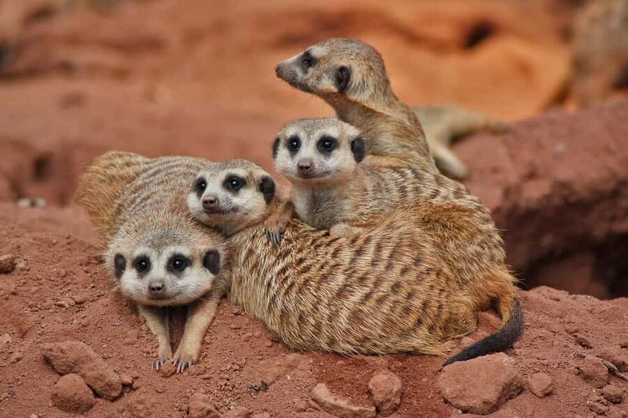 Murcia: Terra Natura Murcia Ticket Entry - Shows, talks, and activities during the day