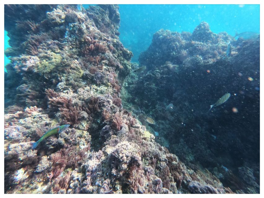 Nerja: Cliffs of Maro-Cerro Gordo Guided Kayak Tour - The swimming and snorkeling stop