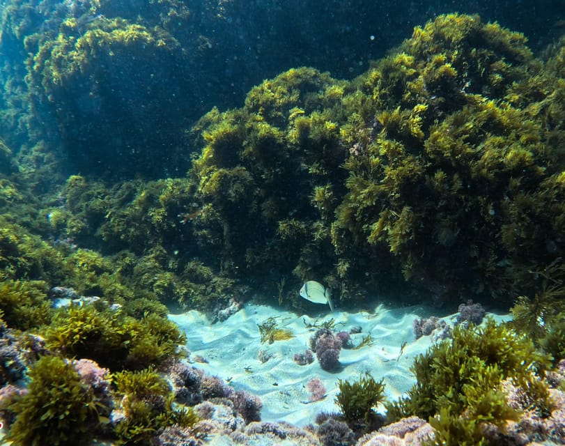 Nerja-Maro: Snorkeling & Sea Scooter Speedboat Trip - Photos and videos without an extra charge