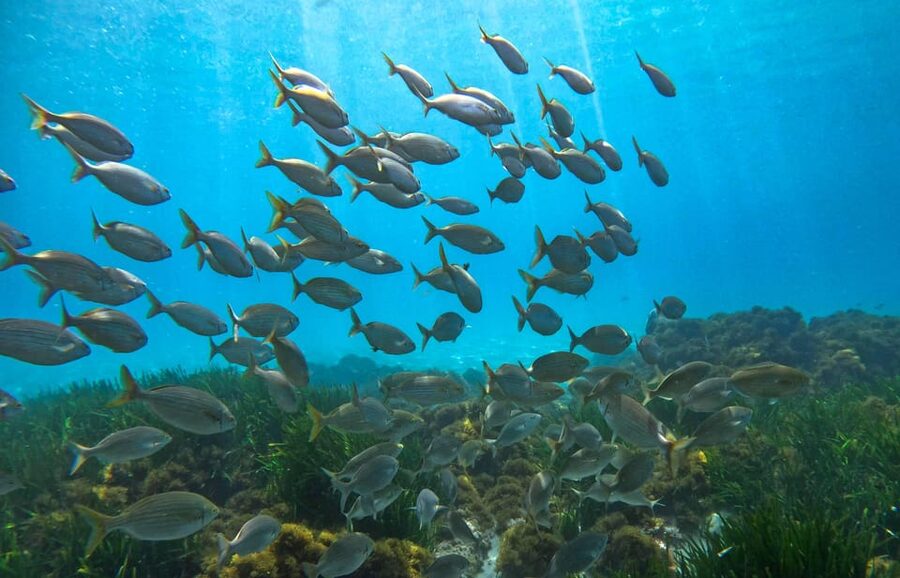 Nerja-Maro: Snorkeling & Sea Scooter Speedboat Trip - Practical advice before you book