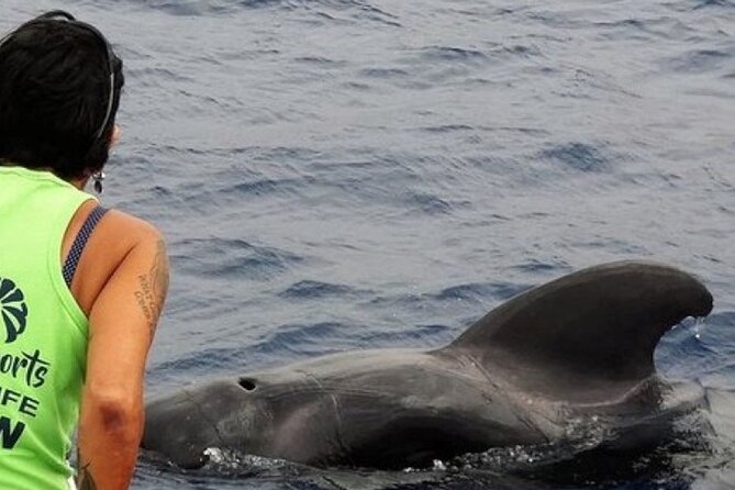 No chase Whale & Dolphin tour putting Marine Life first - we care - Key points to know before you book