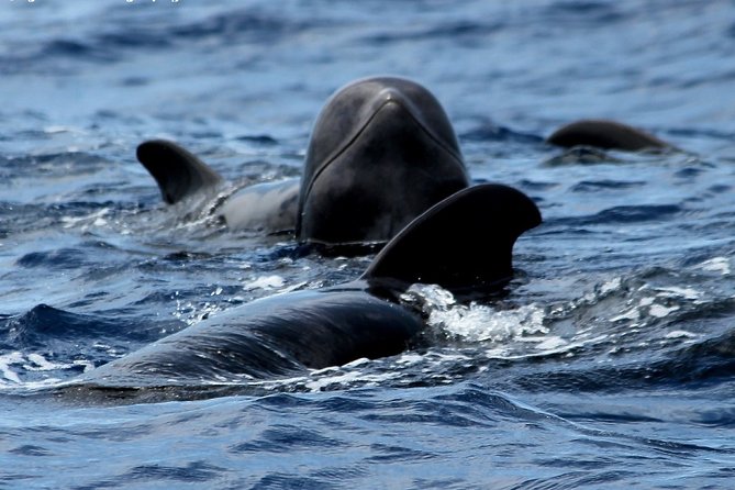 No chase Whale & Dolphin tour putting Marine Life first - we care - Sailing the Bahriyeli from Los Cristianos