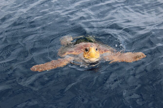 No chase Whale & Dolphin tour putting Marine Life first - we care - The guides and marine-life commentary