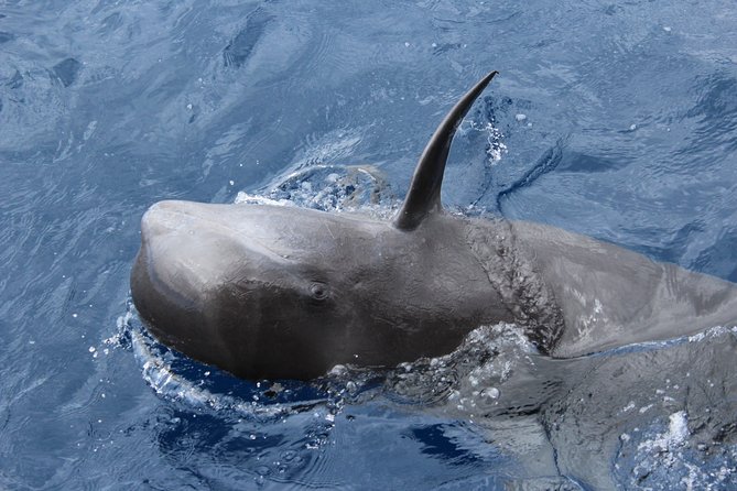 No chase Whale & Dolphin tour putting Marine Life first - we care - A comfortable boat, with a few crowd concerns