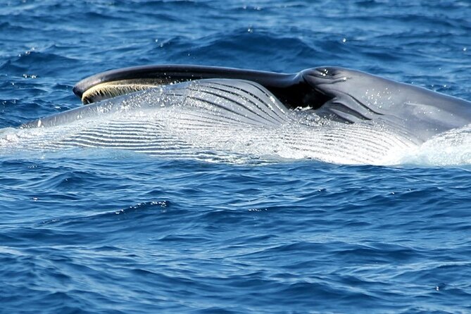 No chase Whale & Dolphin tour putting Marine Life first - we care - The real value at about $30.23