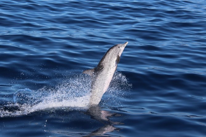 No chase Whale & Dolphin tour putting Marine Life first - we care - Weather, timing, and the practical details