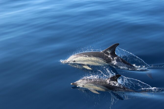 No chase Whale & Dolphin tour putting Marine Life first - we care - What the two-hour route feels like