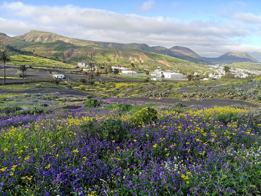North Lanzarote: Cave, Jameos del Agua, and Viewpoint - Haría and the Valley of the Thousand Palms