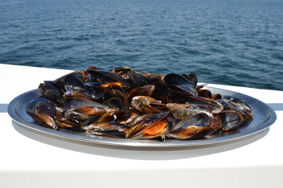 O Grove: Ría de Arousa Catamaran Tour with Seafood Lunch - The Beach Stop and Sea Swim