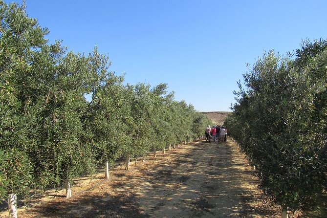 Oil tourism in Pulpí Discover the World of EVOO - Timing, meeting point and practical planning