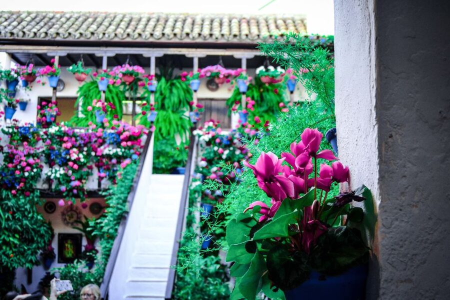 Patios of Cordoba Walking Tour - Why Cordoba’s patios matter