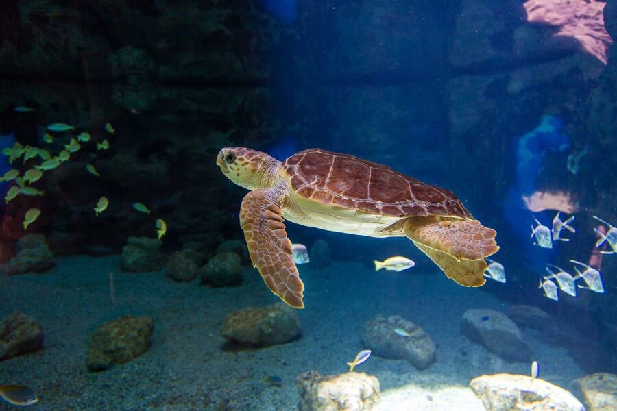 Poema del Mar Skip-the-Line Ticket - A grand aquarium beside the cruise terminal