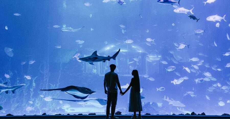 Poema del Mar Skip-the-Line Ticket - Starting with 35 freshwater and marine ecosystems