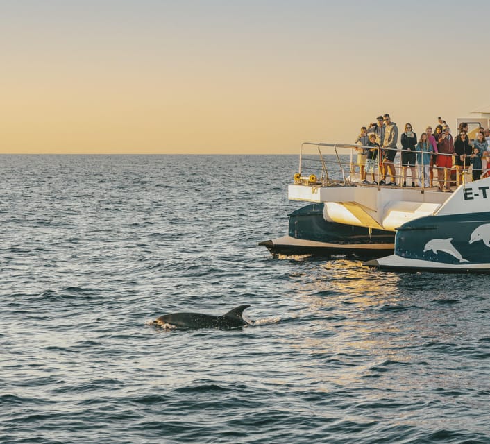Port d'Alcudia: Sunrise at Sea & Dolphin Watching Boat Tour - Key points to know before you book