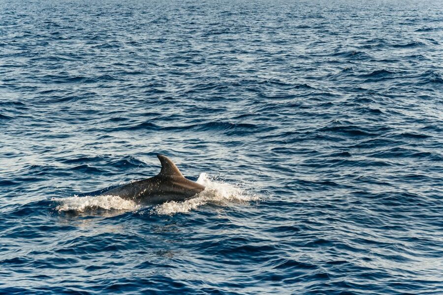Port d'Alcudia: Sunrise at Sea & Dolphin Watching Boat Tour - Breakfast on the return journey