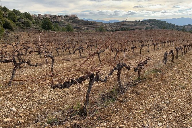 Private Priorat Tour with Wine Tastings & Lunch from Barcelona - What the private format really gives you