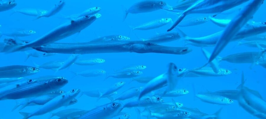 Puerto de la Cruz: Submarine Trip and Beach Stop in Tenerife - Watching fish through 22 large windows
