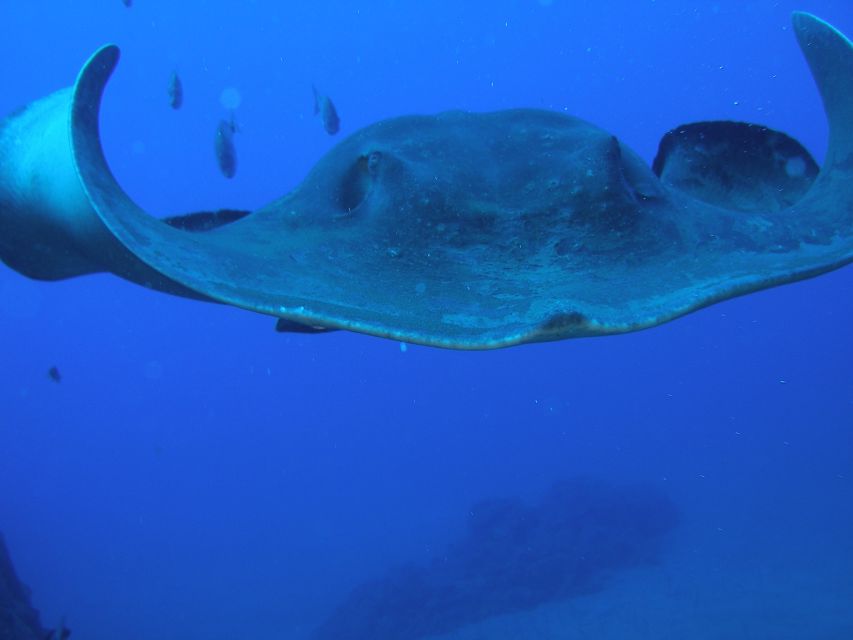 Puerto de la Cruz: Submarine Trip and Beach Stop in Tenerife - Is $87 good value?