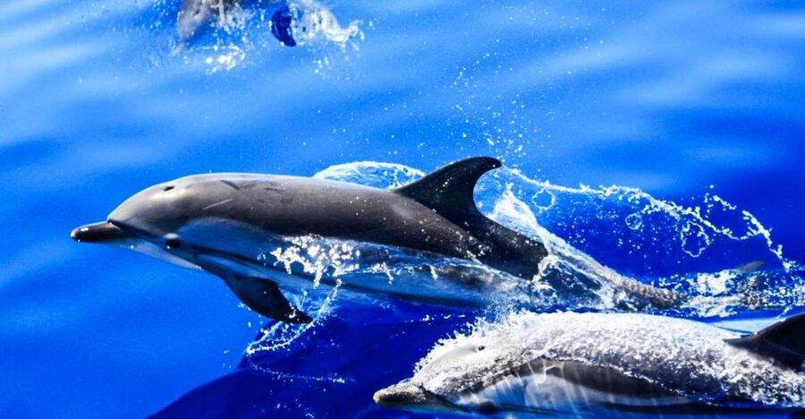 Puerto del Carmen: Dolphin-Watching Speedboat Tour with Swim - Leaving Puerto del Carmen on the Biosfera Jet
