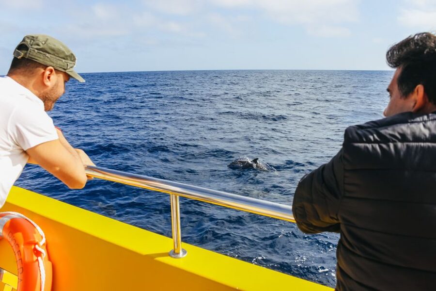 Puerto del Carmen: Dolphin-Watching Speedboat Tour with Swim - How the tour works for families