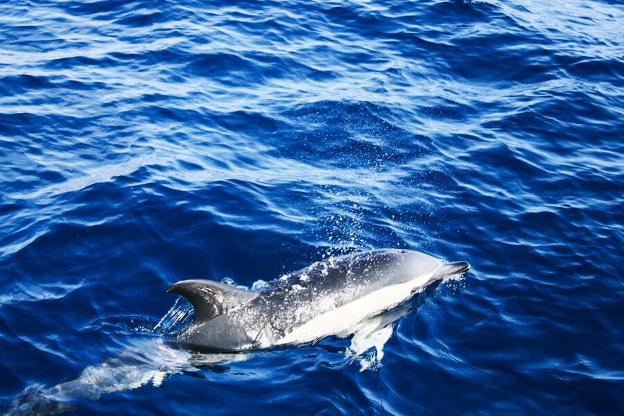 Puerto del Carmen: Dolphin-Watching Speedboat Tour with Swim - Who should book this Puerto del Carmen tour?