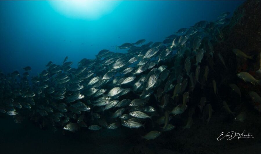 Puerto Del Carmen: Try Scuba Diving with 2 Dives and Photos - First session: 6 metres and time to settle in